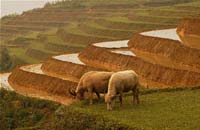 Asia landscape