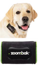 Dog with GPS collar