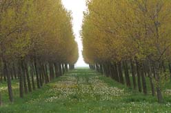 Netherlands landscape