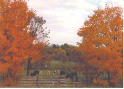 Wisconsin landscape